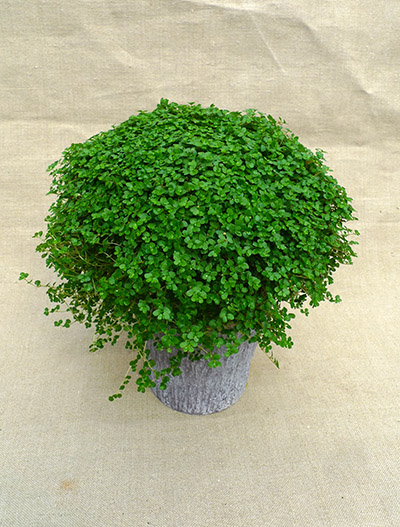 Pianta del buonumore_