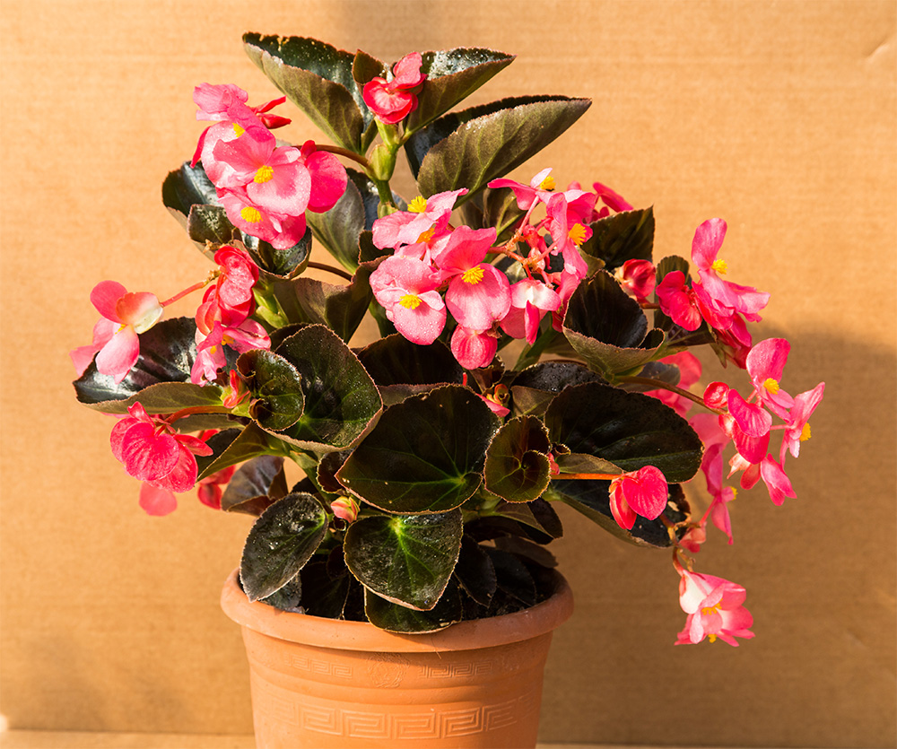 begonia big__