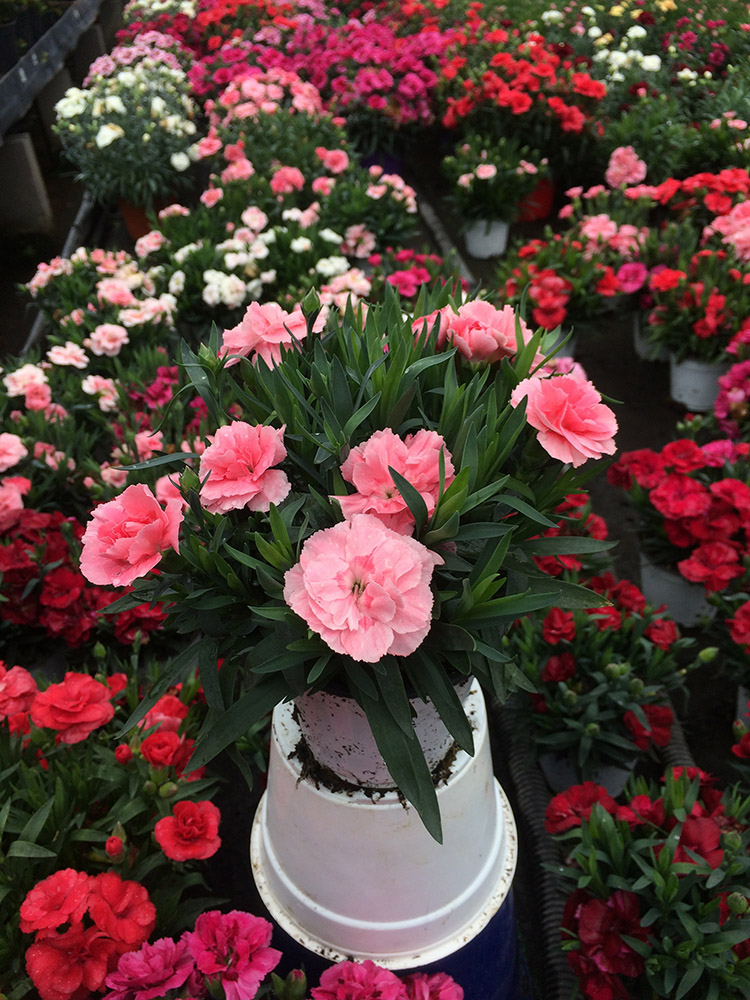 image00014.jpeg
