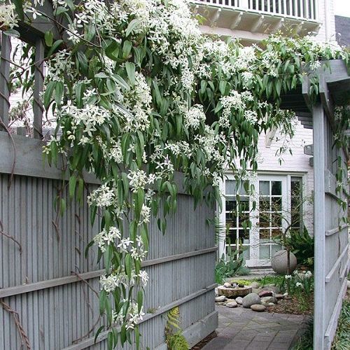 Clematis armandii