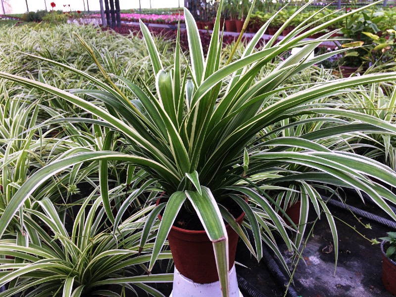 Falangium