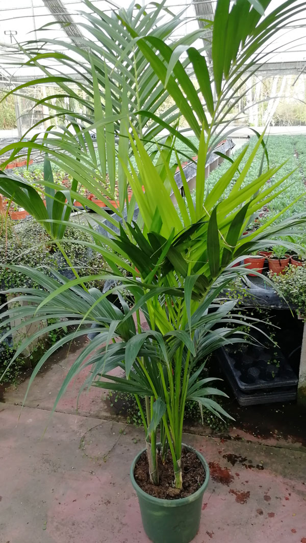Kentia_2
