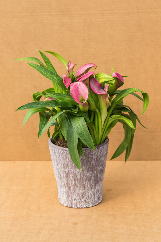 calla-colored