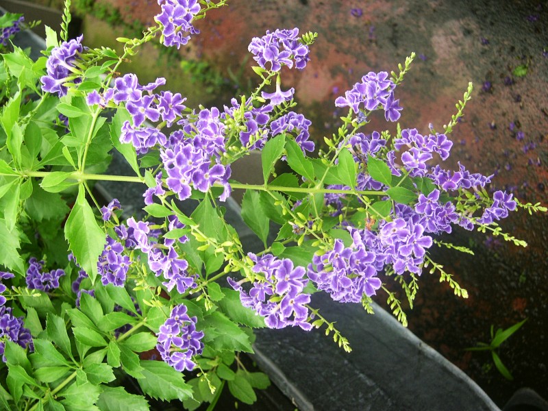 duranta2